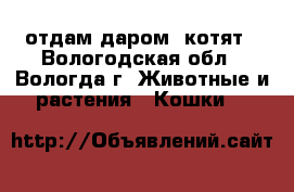 отдам даром  котят - Вологодская обл., Вологда г. Животные и растения » Кошки   